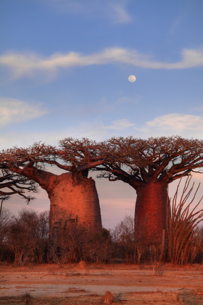 �����̃o�I�o�u