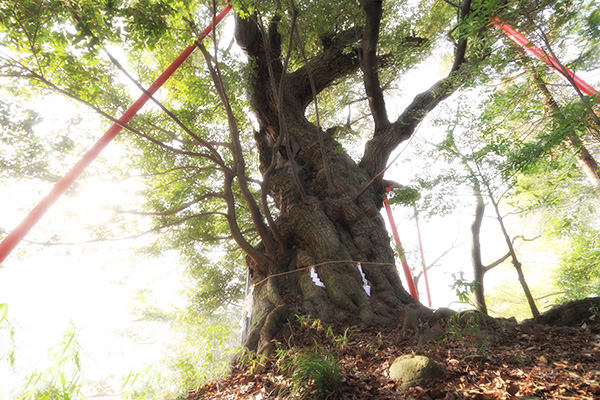 阿蘇神社のシイ