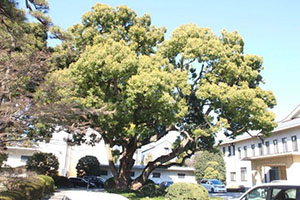 苑内最大のクスノキ