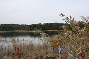 水鳥の池