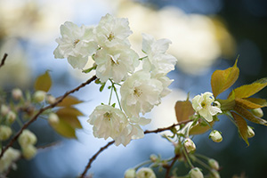 桜（イメージ）