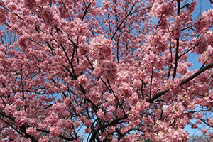 桜（イメージ）