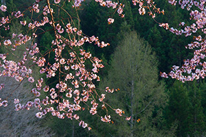 桜（イメージ）