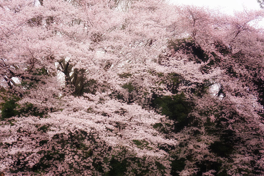 第36回 染野さんの植物セミナー 桜を楽しみながら新宿御苑を歩こう