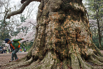 モモジバスズカケノキ