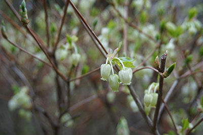 ドウダンツツジ