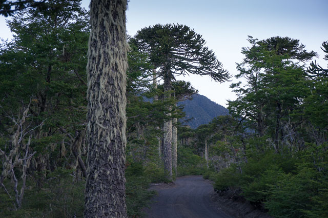 モンキーパズル