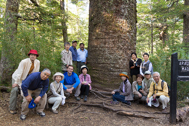モンキーパズル記念写真