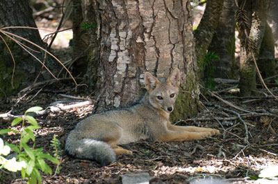 モンキーパズル