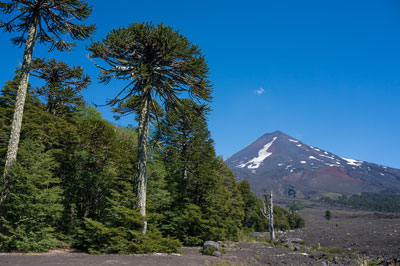 モンキーパズル