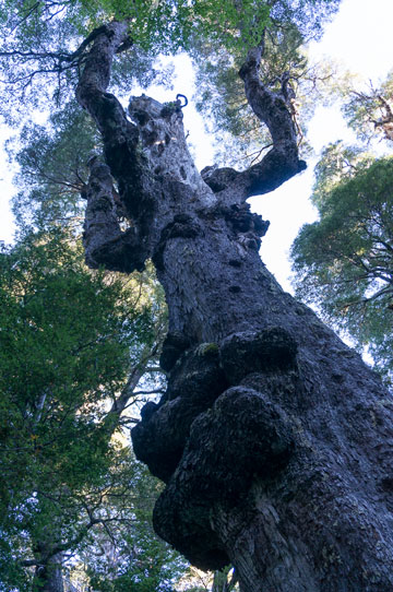 モンキーパズル