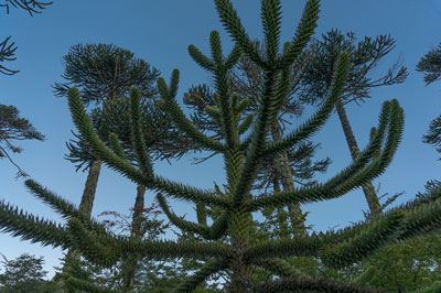 モンキーパズル