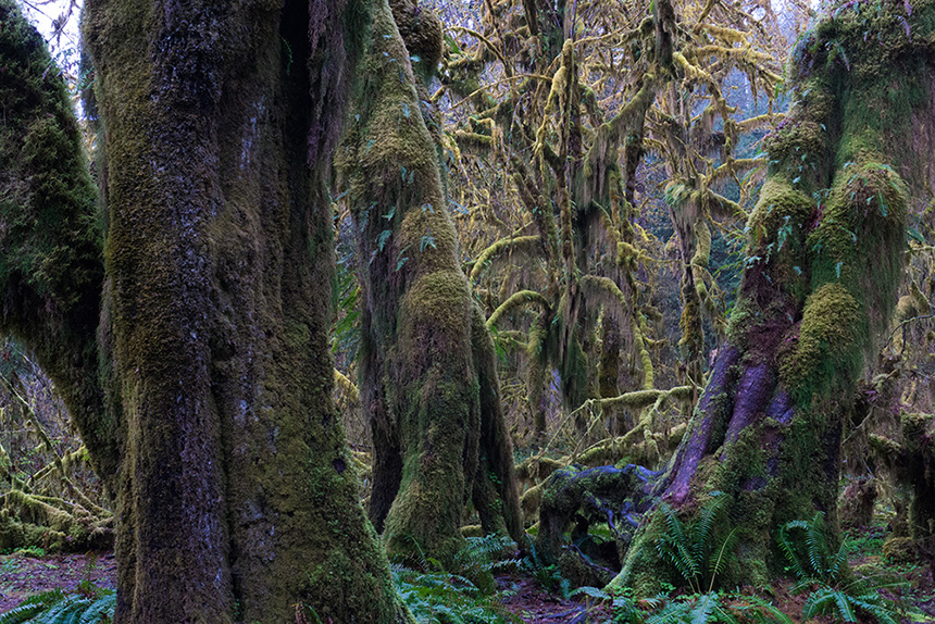苔むした森をあるく オリンピックナショナルパーク