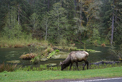 オリンピックナショナルパーク