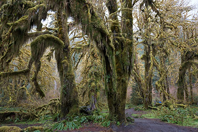 オリンピックナショナルパーク