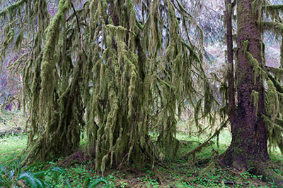 オリンピックナショナルパーク