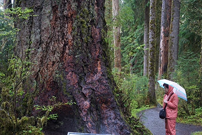 オリンピックナショナルパーク