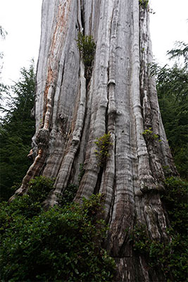 オリンピックナショナルパーク