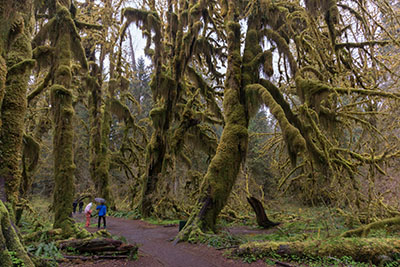 オリンピックナショナルパーク