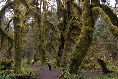 オリンピックナショナルパーク
