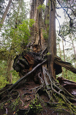 オリンピックナショナルパーク