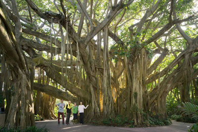 Banyan tree