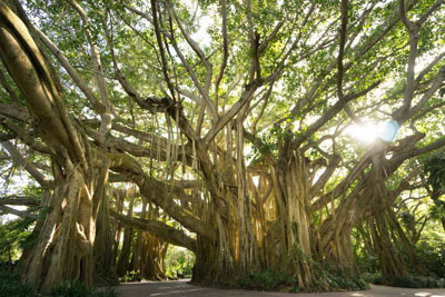 Banyan tree