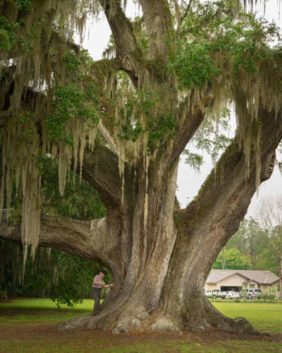 Southern live oak in Cellon Oak Park in Gainesville