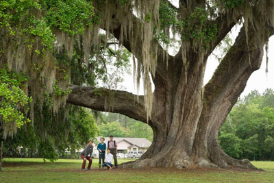Southern live oak in Cellon Oak Park in Gainesville